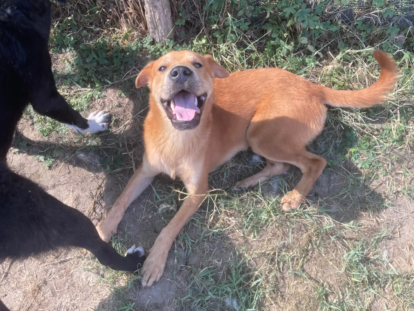 Adotta un cane, maschio, 2 anni e 11 mesi, Latina