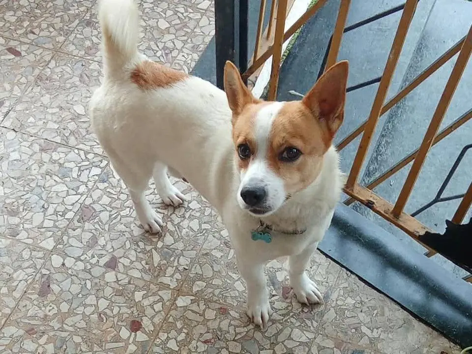 Adozione cane, maschio, Jack Russell Terrier Razza sconosciuta, 4 anni e 1 mese, taglia piccola, Novara