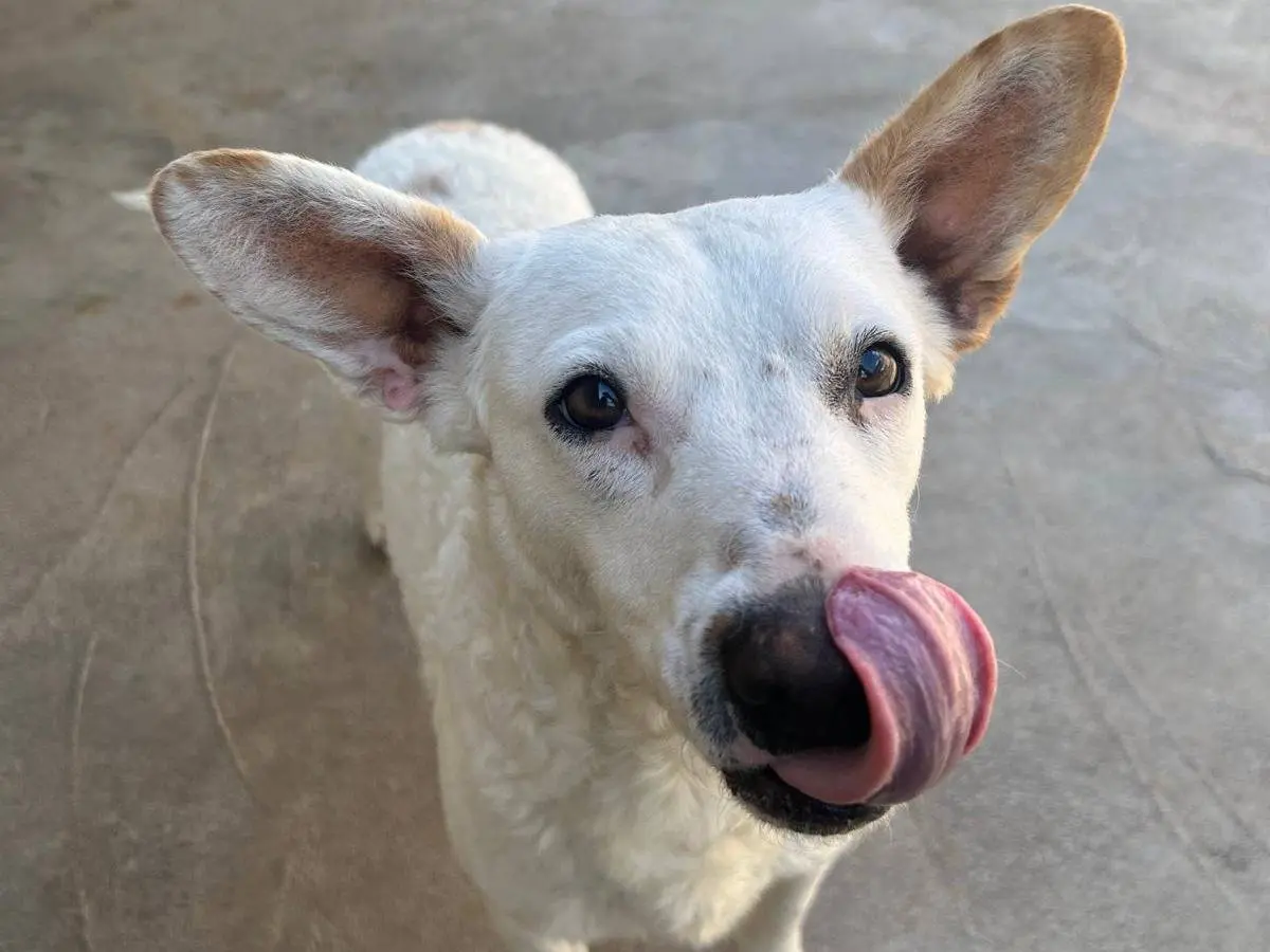 Adotta un cane, femmina, 1 anno e 10 mesi, Trapani