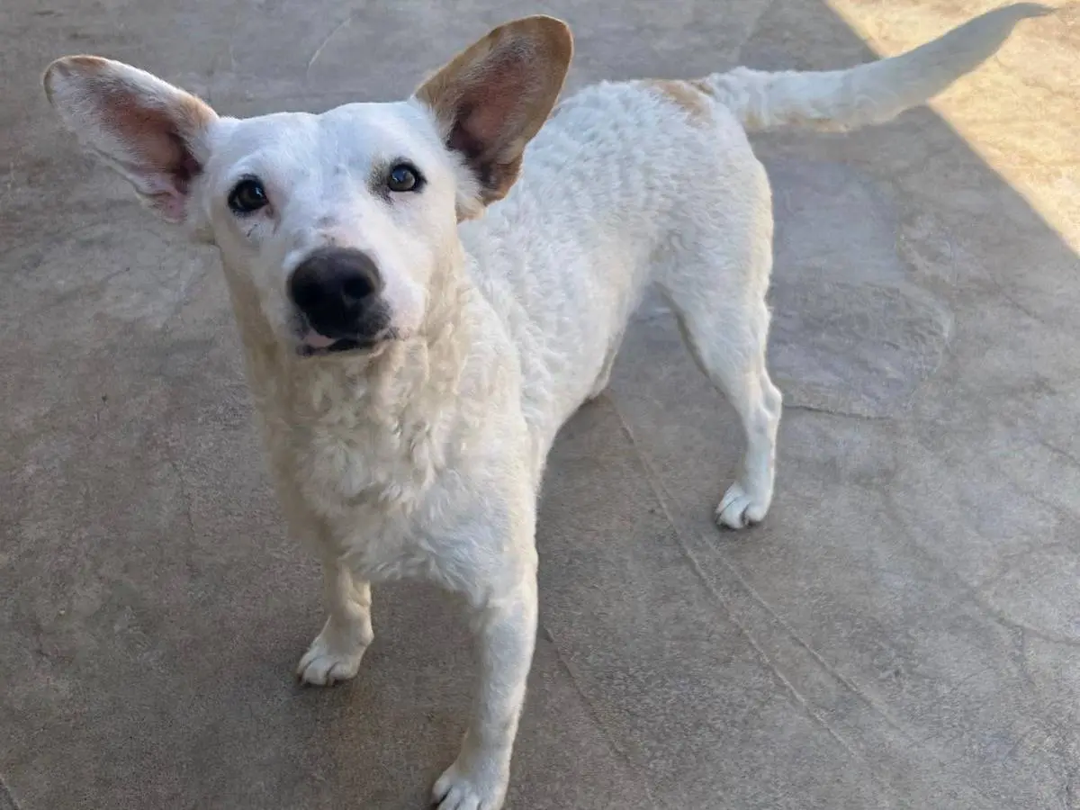 Adozione cane, femmina, Razza sconosciuta Razza sconosciuta, 1 anno e 10 mesi, taglia media contenuta, Trapani