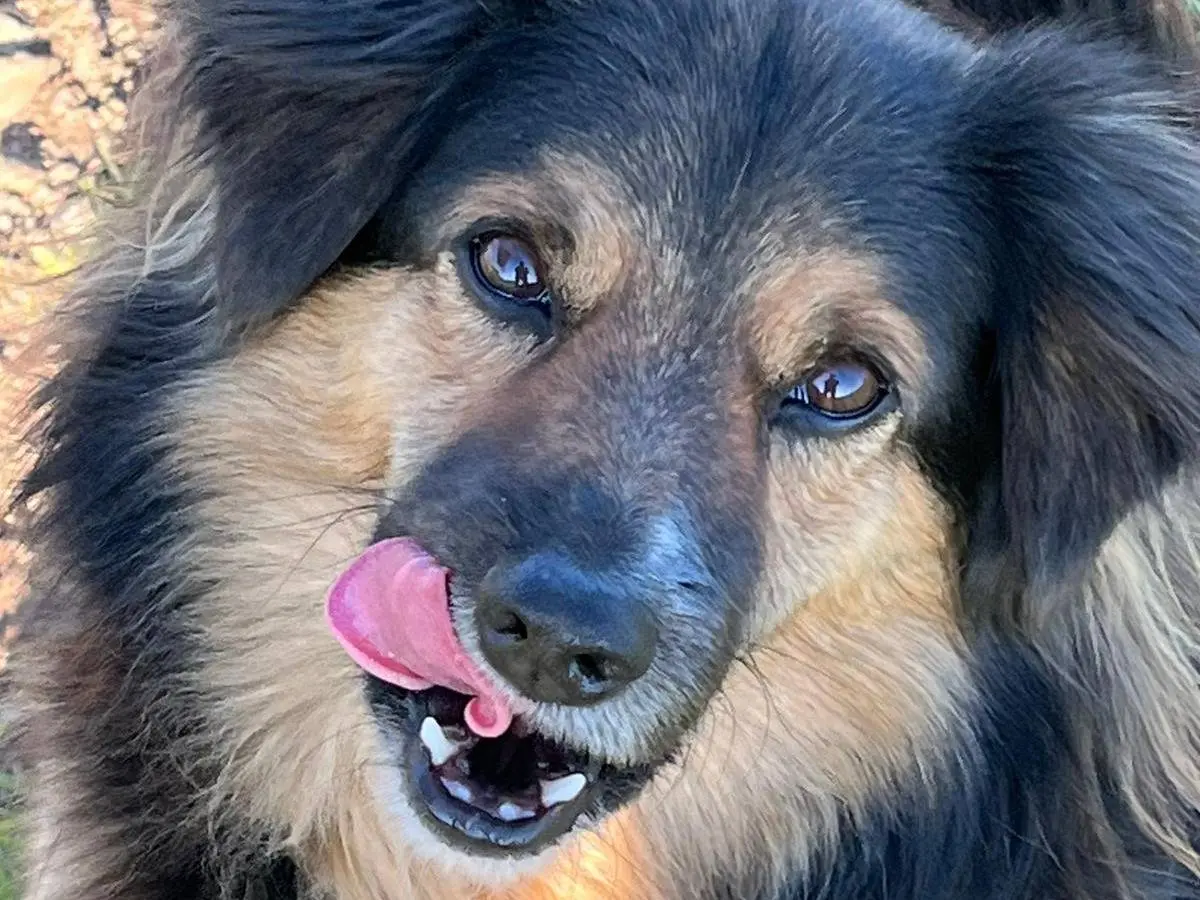 Adozione cane, maschio, meticcio, 7 anni e 4 mesi, taglia media contenuta, Sassari