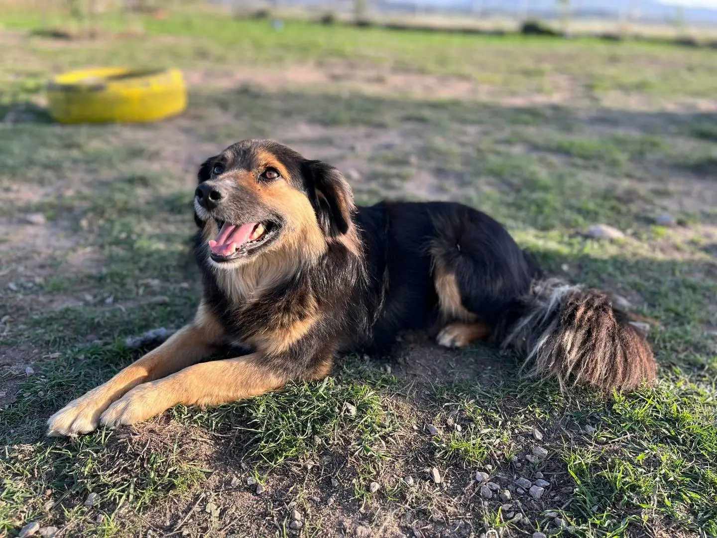 Adotta un cane, maschio, 7 anni e 4 mesi, Sassari