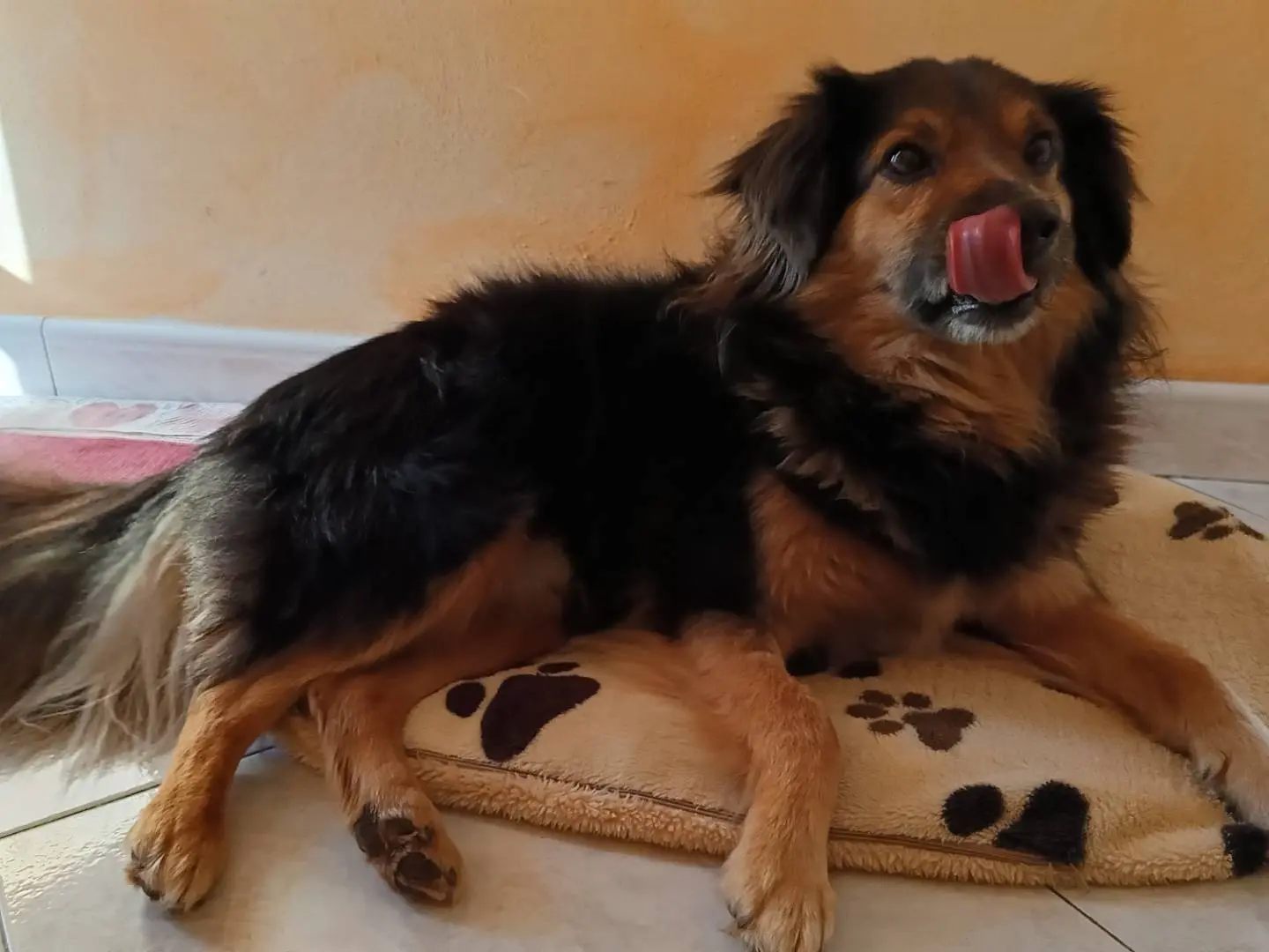 Adotta un cane, taglia media contenuta, maschio, Sassari