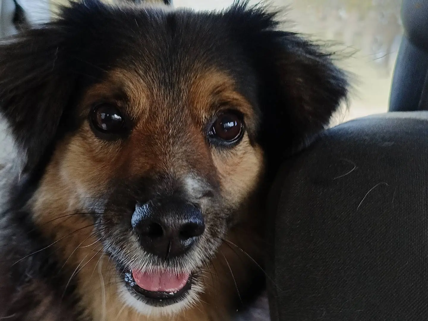 Adotta il cane Milton a Sassari