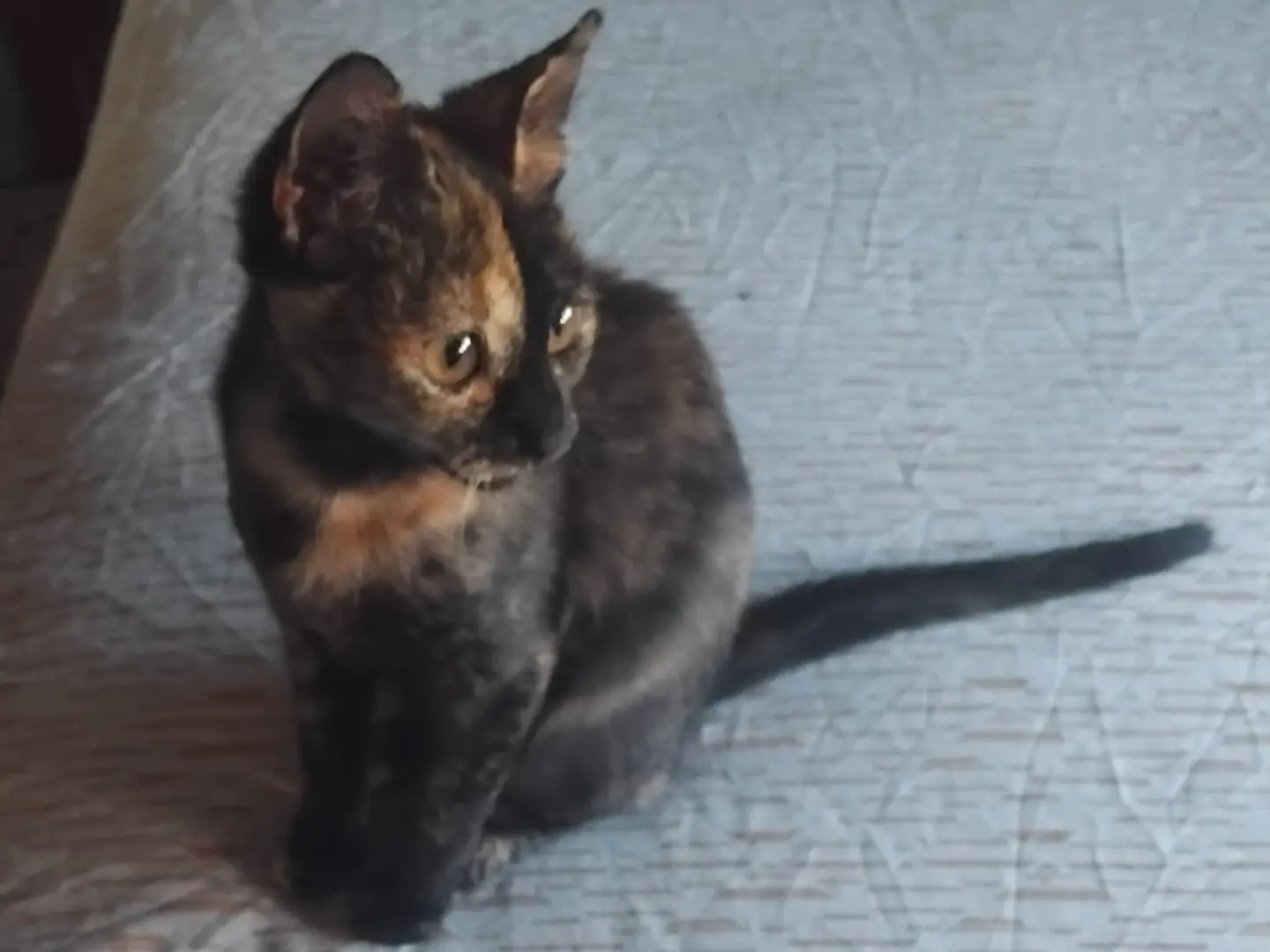 Adotta il gatto Cindy a Enna