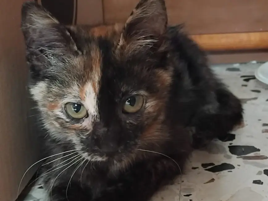 Adozione gatto, femmina, Razza sconosciuta Razza sconosciuta, 1 anno e 2 mesi, taglia non valida, Enna