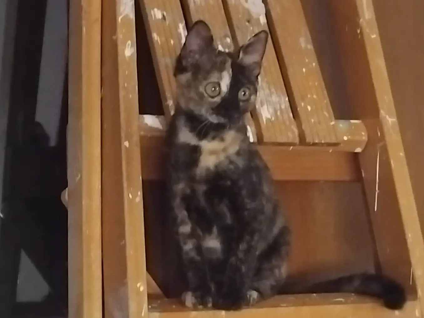 Adotta un gatto, femmina, 1 anno e 2 mesi, Enna