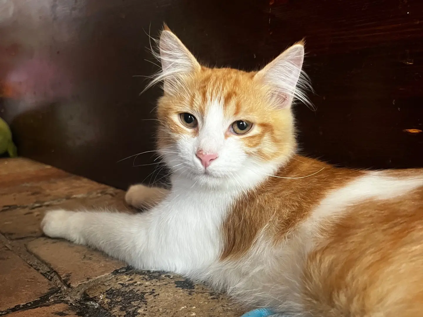Adozione gatto, maschio, Razza sconosciuta Razza sconosciuta, 5 mesi, taglia non valida, Teramo