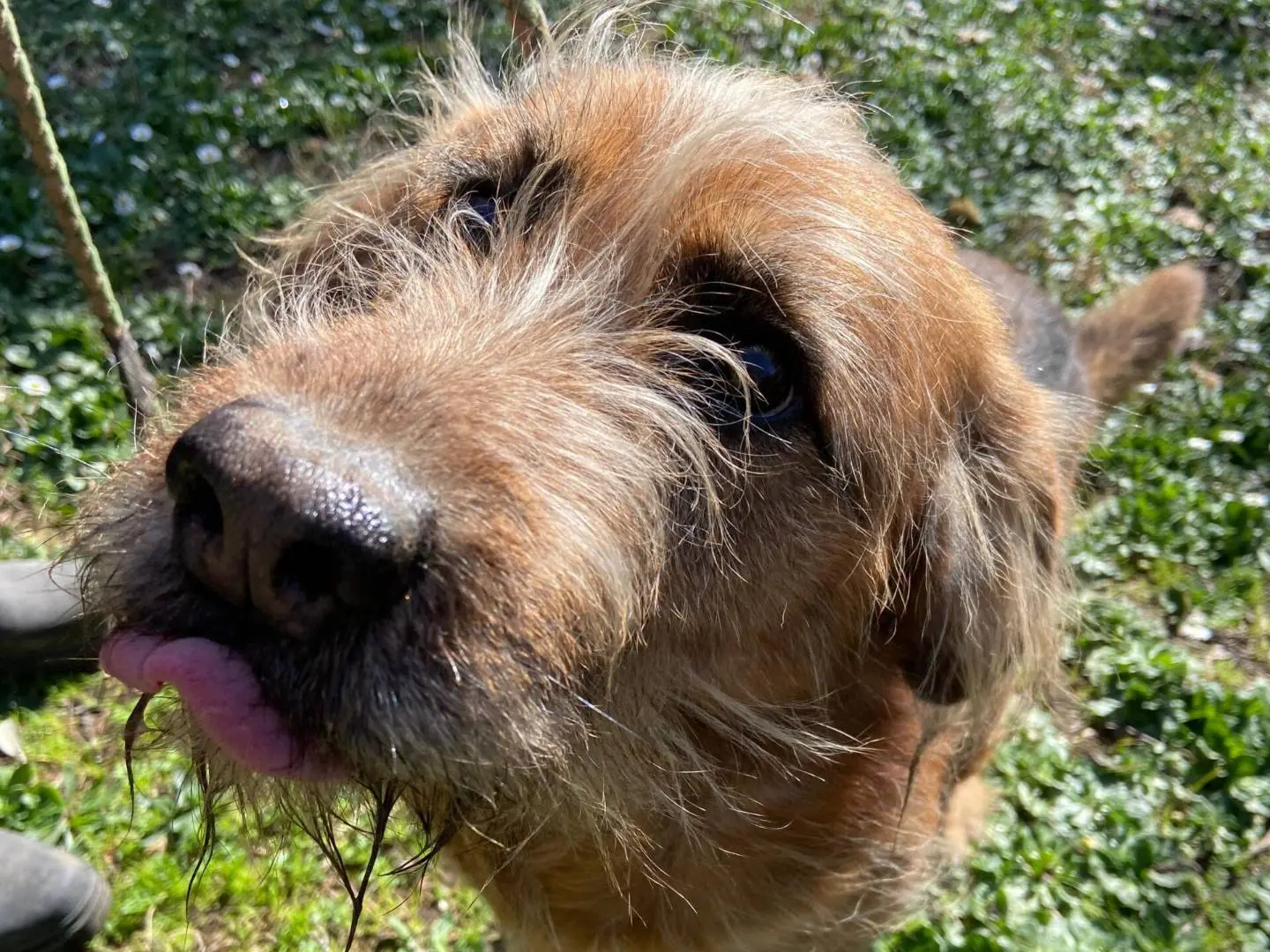 Foto 3 dell'animale