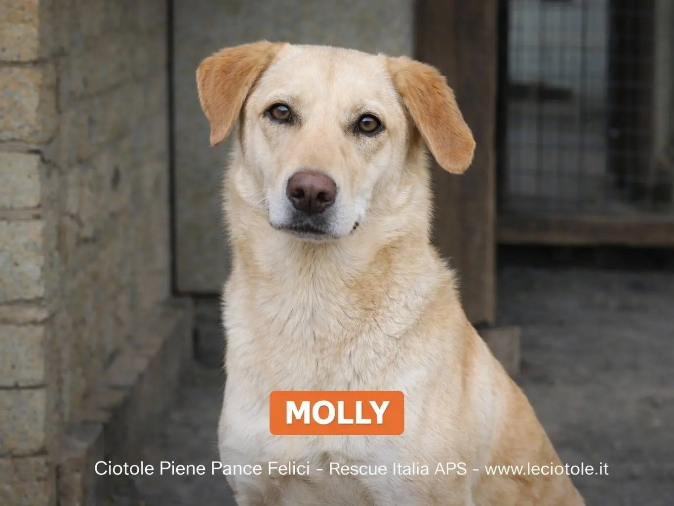 Adozione cane, femmina, Razza sconosciuta Razza sconosciuta, 2 anni e 8 mesi, taglia grande, Savona