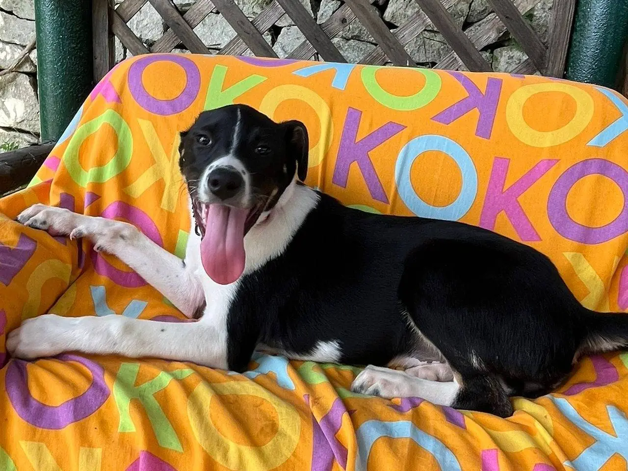 Adozione cane, femmina, Razza sconosciuta Razza sconosciuta, 6 mesi, taglia media, Siracusa