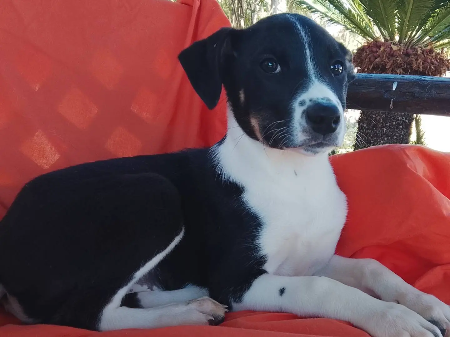 Adotta un cane, taglia media, femmina, Siracusa