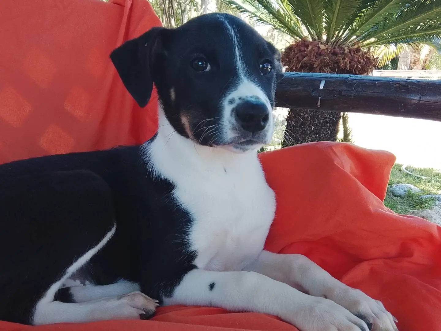 Adotta un cane, femmina, 6 mesi, Siracusa