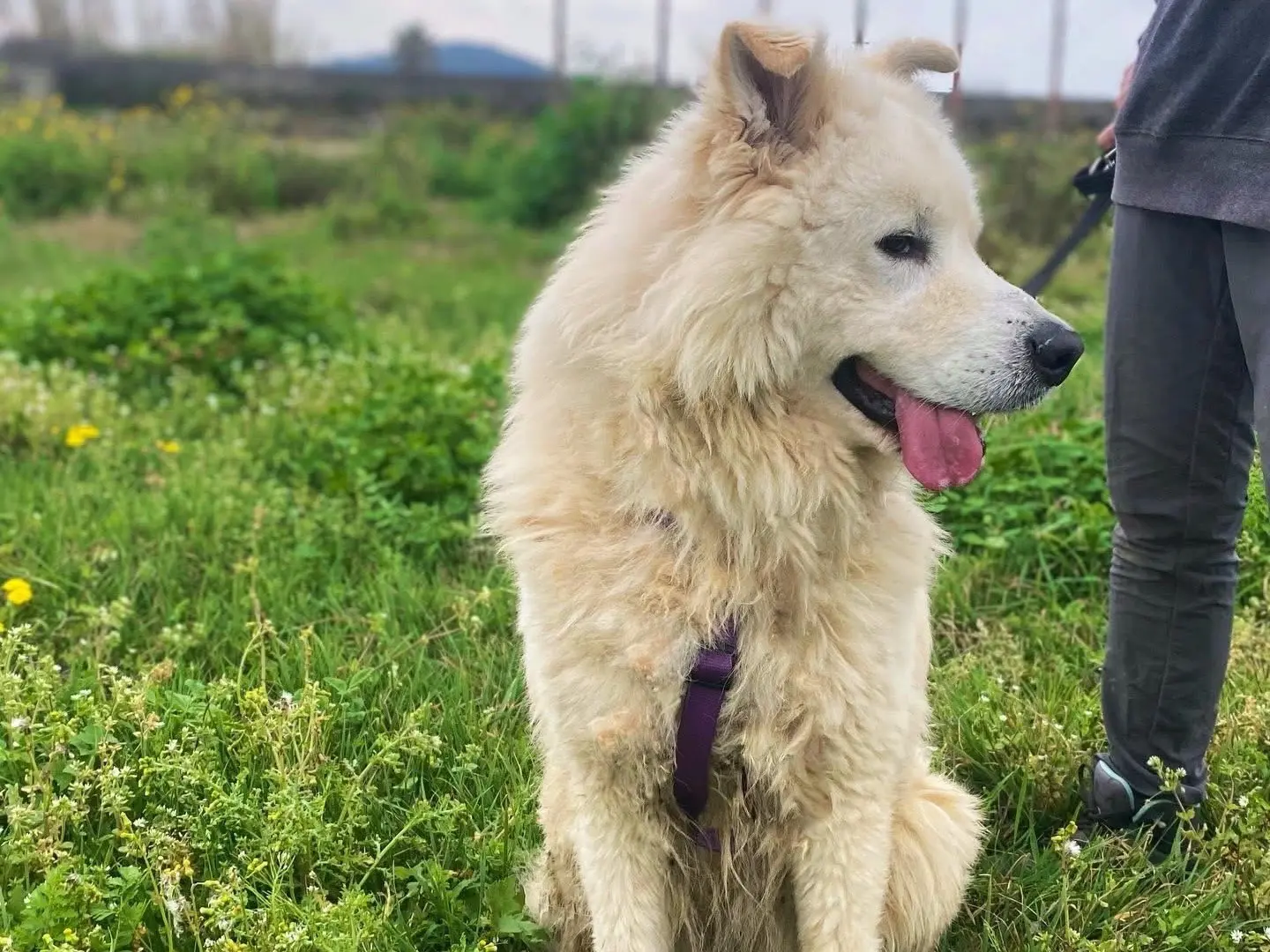 Adotta un cane, maschio, 3 anni e 11 mesi, Napoli