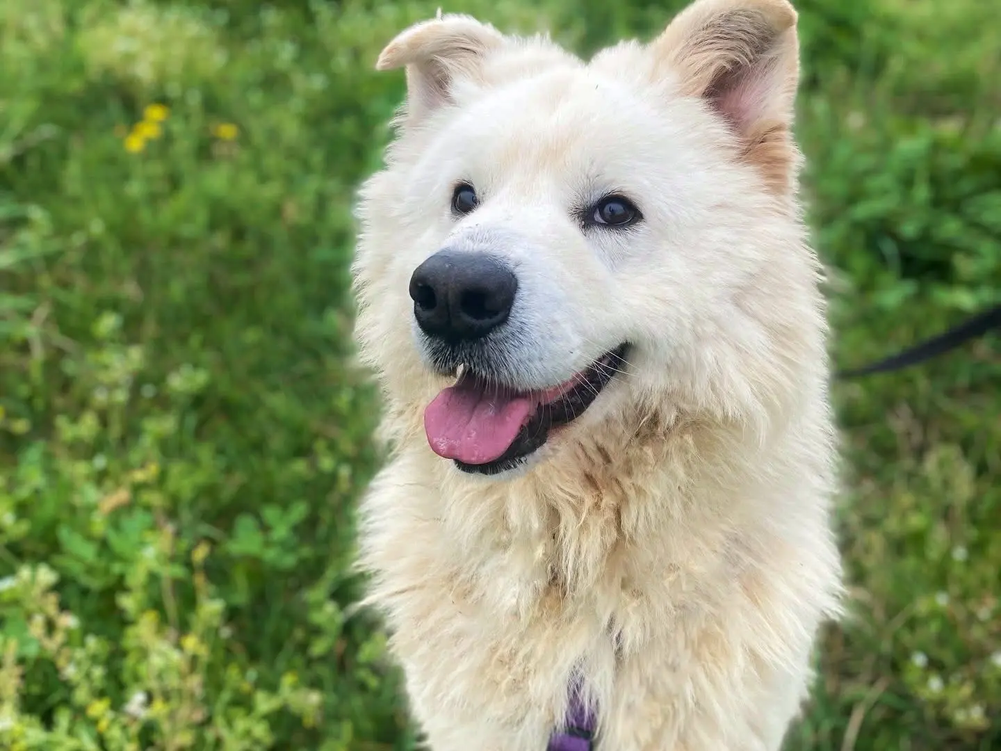 Adotta un cane, taglia grande, maschio, Napoli