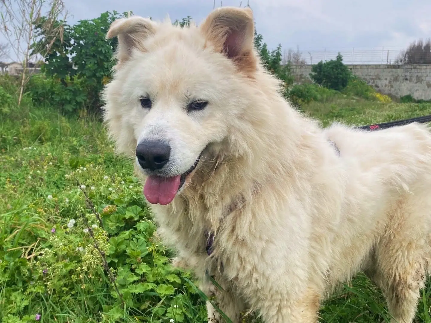Vuoi adottare un cane a Napoli?