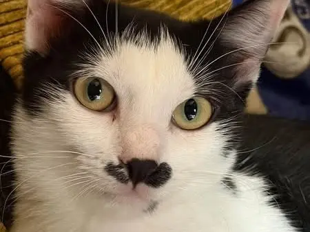 Adozione gatto, femmina, Razza sconosciuta Razza sconosciuta, 6 mesi, taglia non valida, Brindisi
