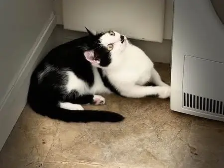 Adotta un gatto, femmina, 6 mesi, Brindisi