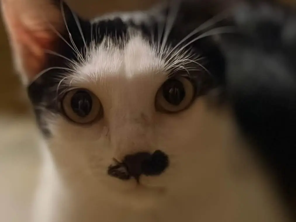 Adotta un gatto, taglia non valida, femmina, Brindisi