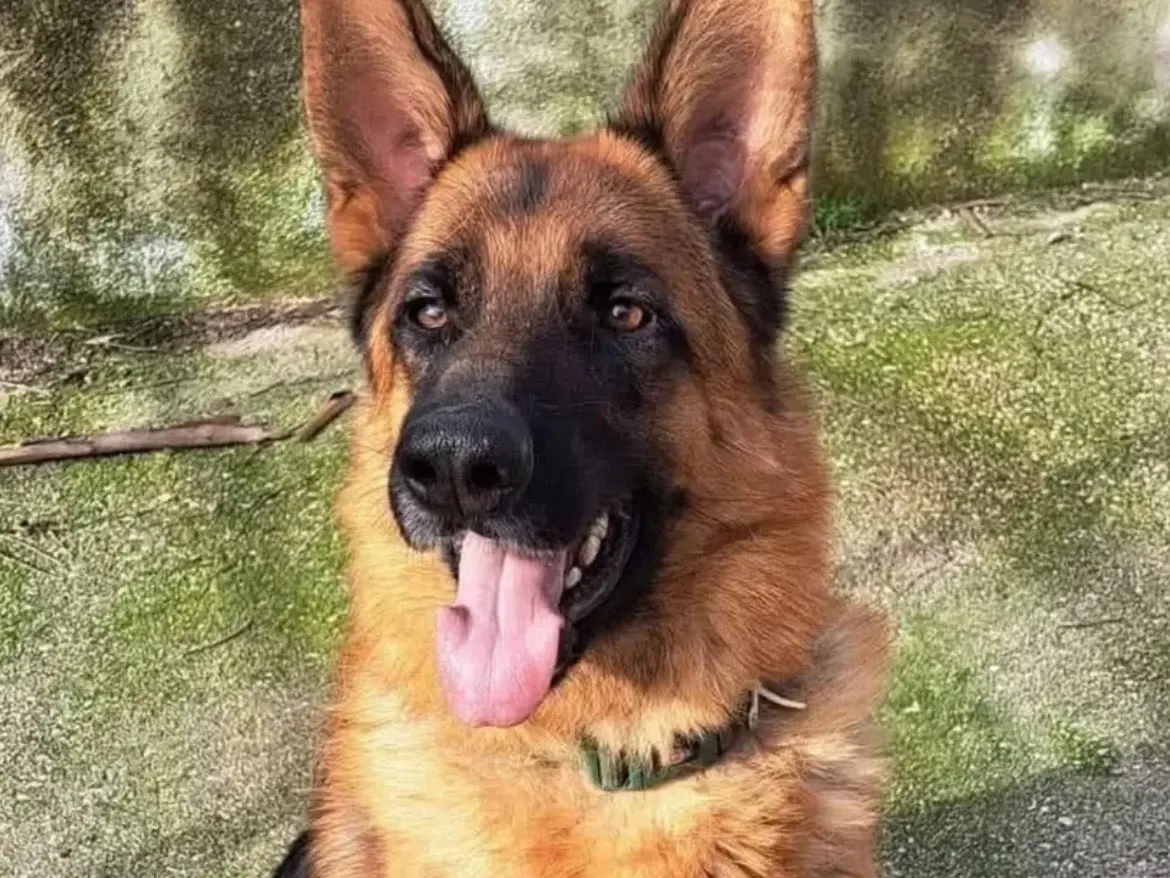 Adozione cane, maschio, Pastore tedesco Razza sconosciuta, 5 anni e 5 mesi, taglia grande, Caserta