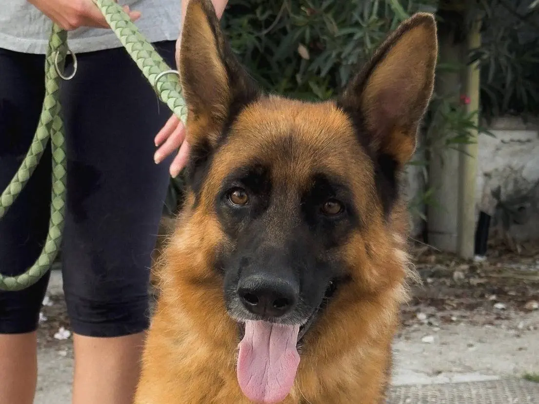 Adotta un cane, maschio, 5 anni e 5 mesi, Caserta