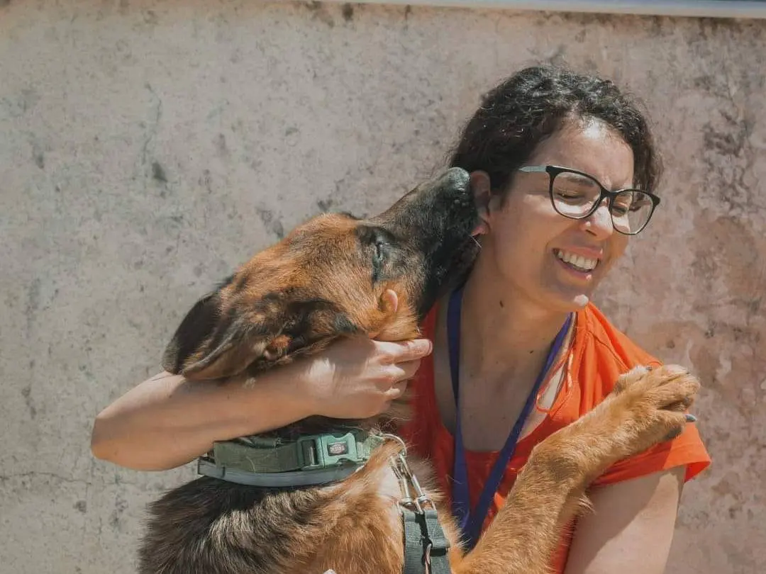 Adotta un cane, taglia grande, maschio, Caserta