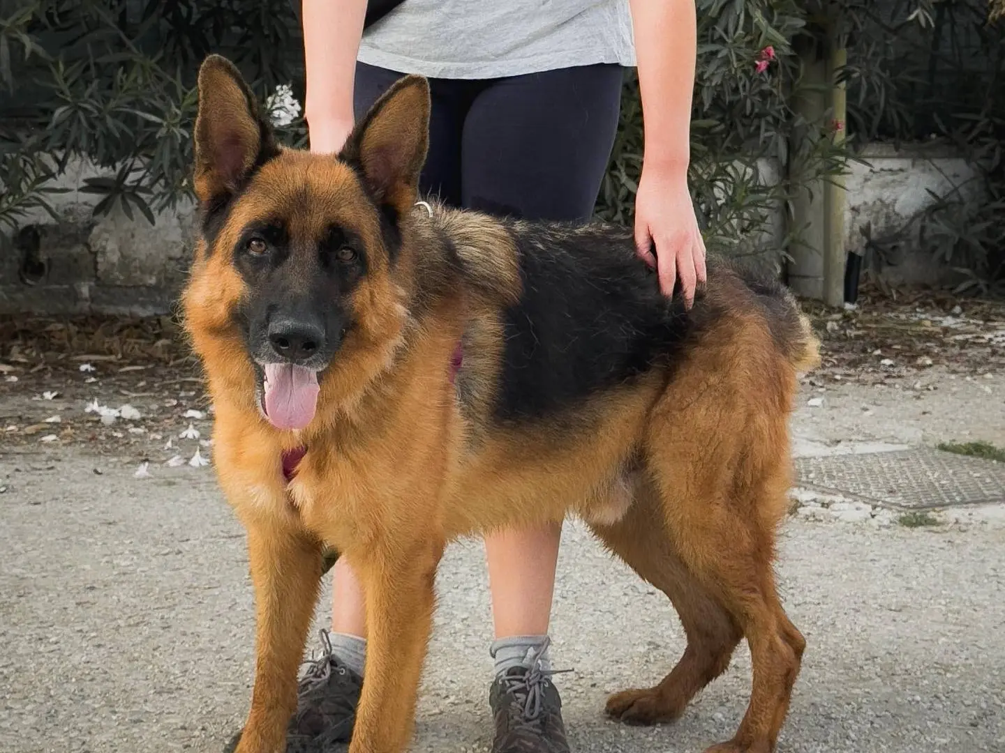 Vuoi adottare un cane a Caserta?