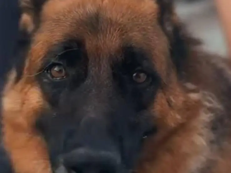 Adotta il cane TYSON PASTORE TEDESCO  a Caserta