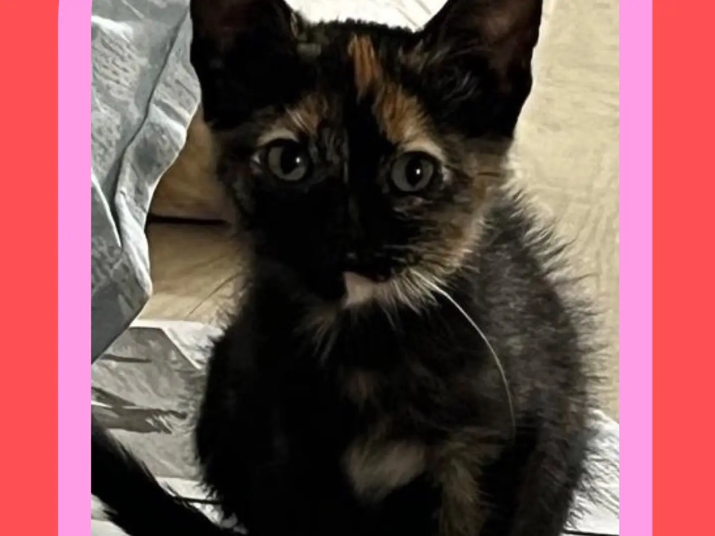 Adozione gatto, femmina, Razza sconosciuta Razza sconosciuta, 1 anno, taglia non valida, Napoli