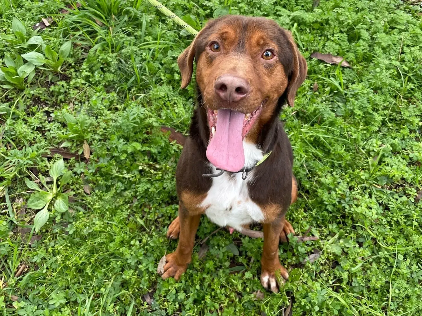Adotta un cane, maschio, 4 anni e 11 mesi, Latina