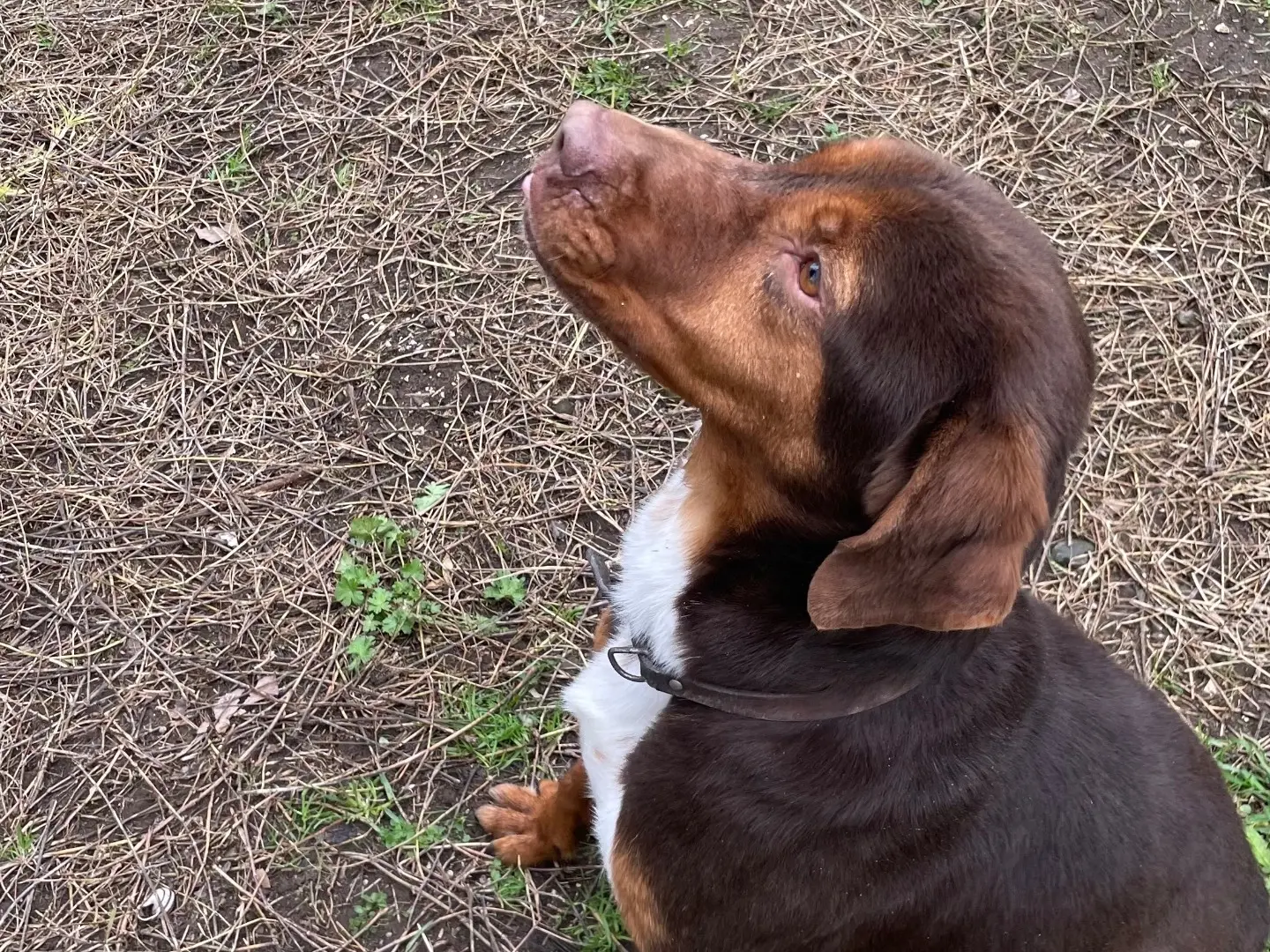 Adozione cane, maschio, Razza sconosciuta Razza sconosciuta, 4 anni e 11 mesi, taglia media, Latina