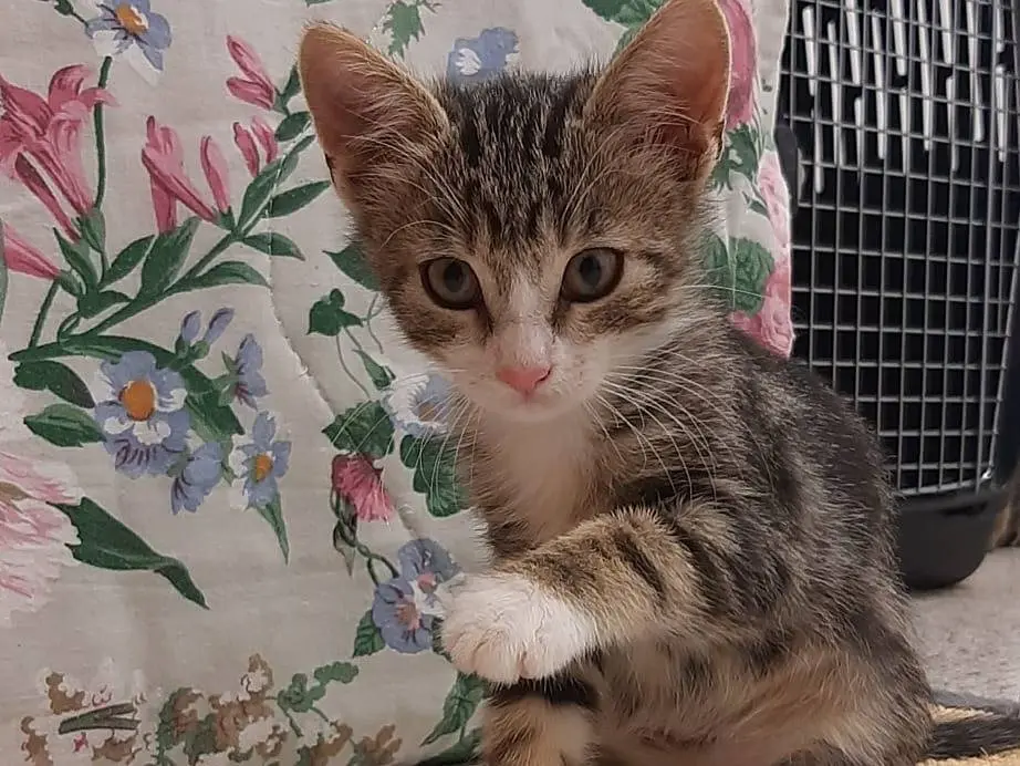 Adotta il gatto SaidJamila a Monza