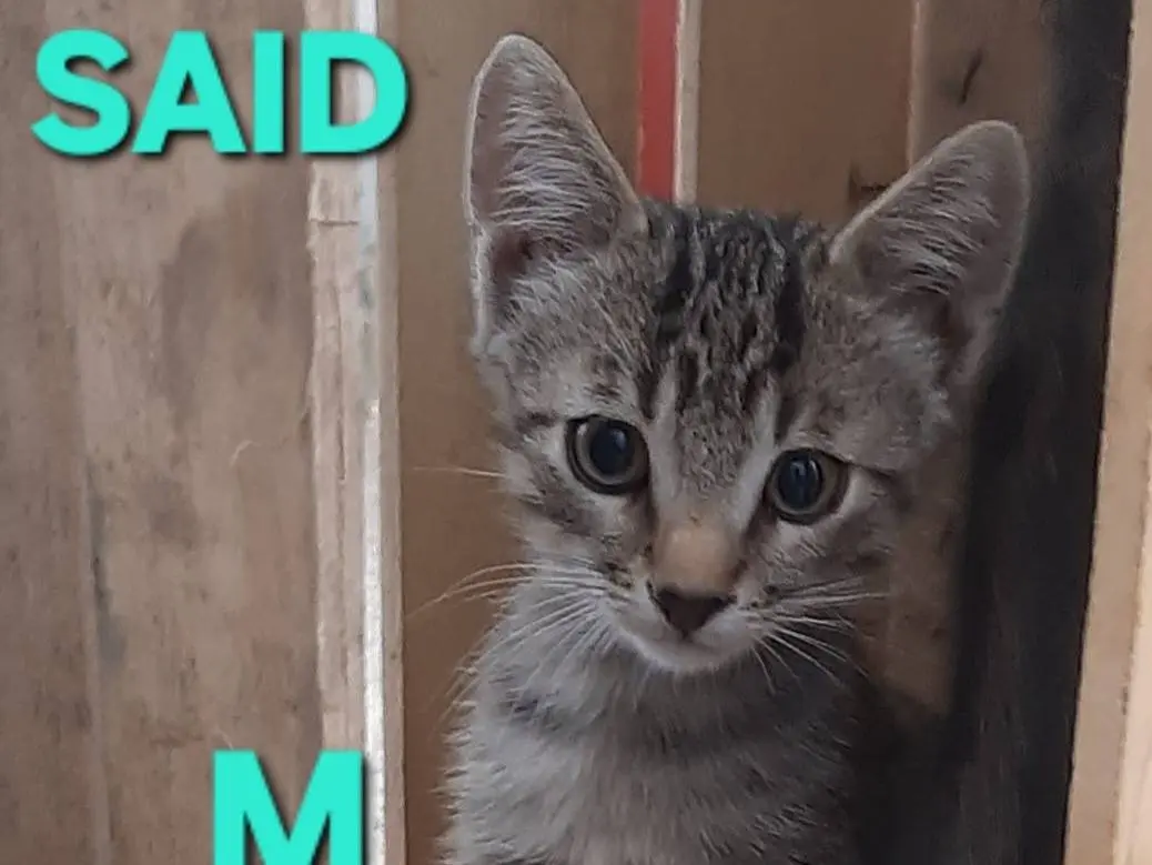 Vuoi adottare un gatto a Monza?
