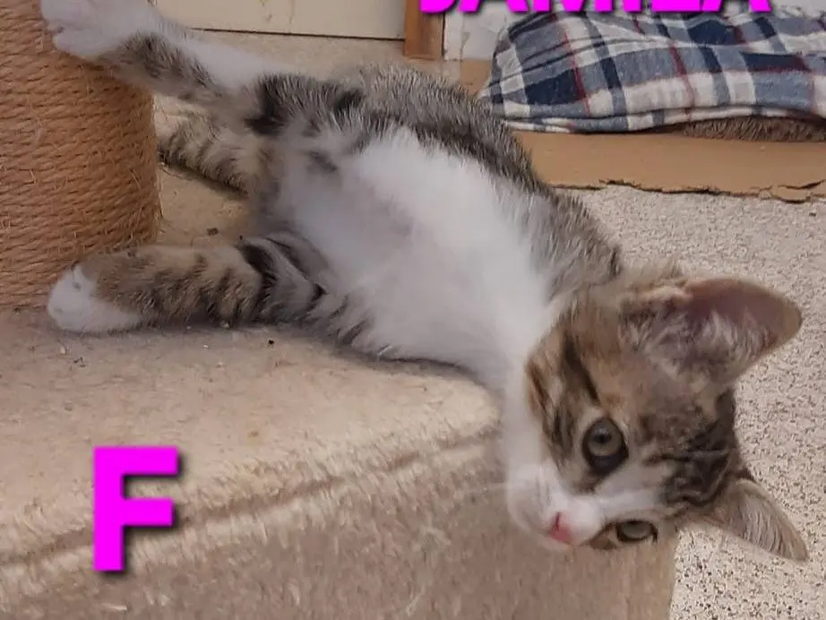 Adotta un gatto, taglia non valida, femmina, Monza