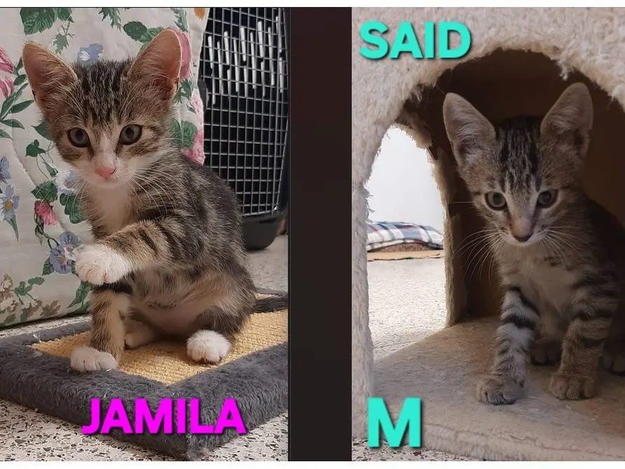 Adozione gatto, femmina, Razza sconosciuta Razza sconosciuta, 1 mese, taglia non valida, Monza