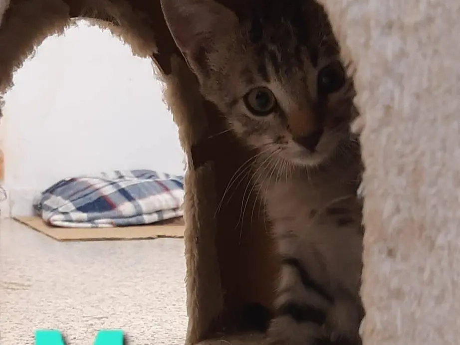 Adotta un gatto, femmina, 1 mese, Monza