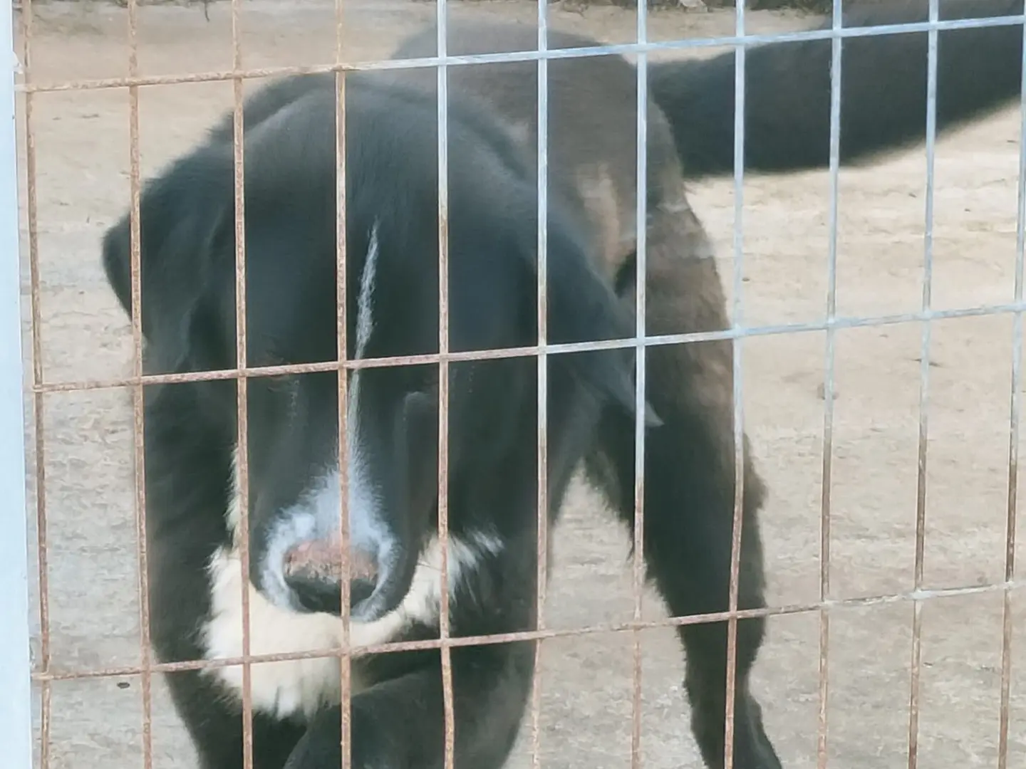 Vuoi adottare un cane a Vibo?
