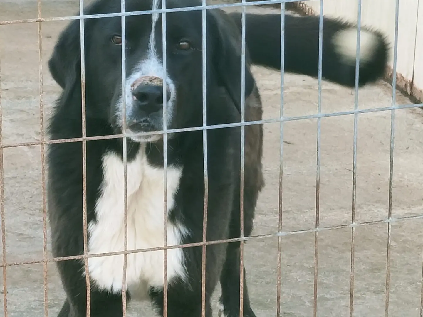 Adozione cane, maschio, Razza sconosciuta Razza sconosciuta, 1 anno e 9 mesi, taglia gigante, Vibo
