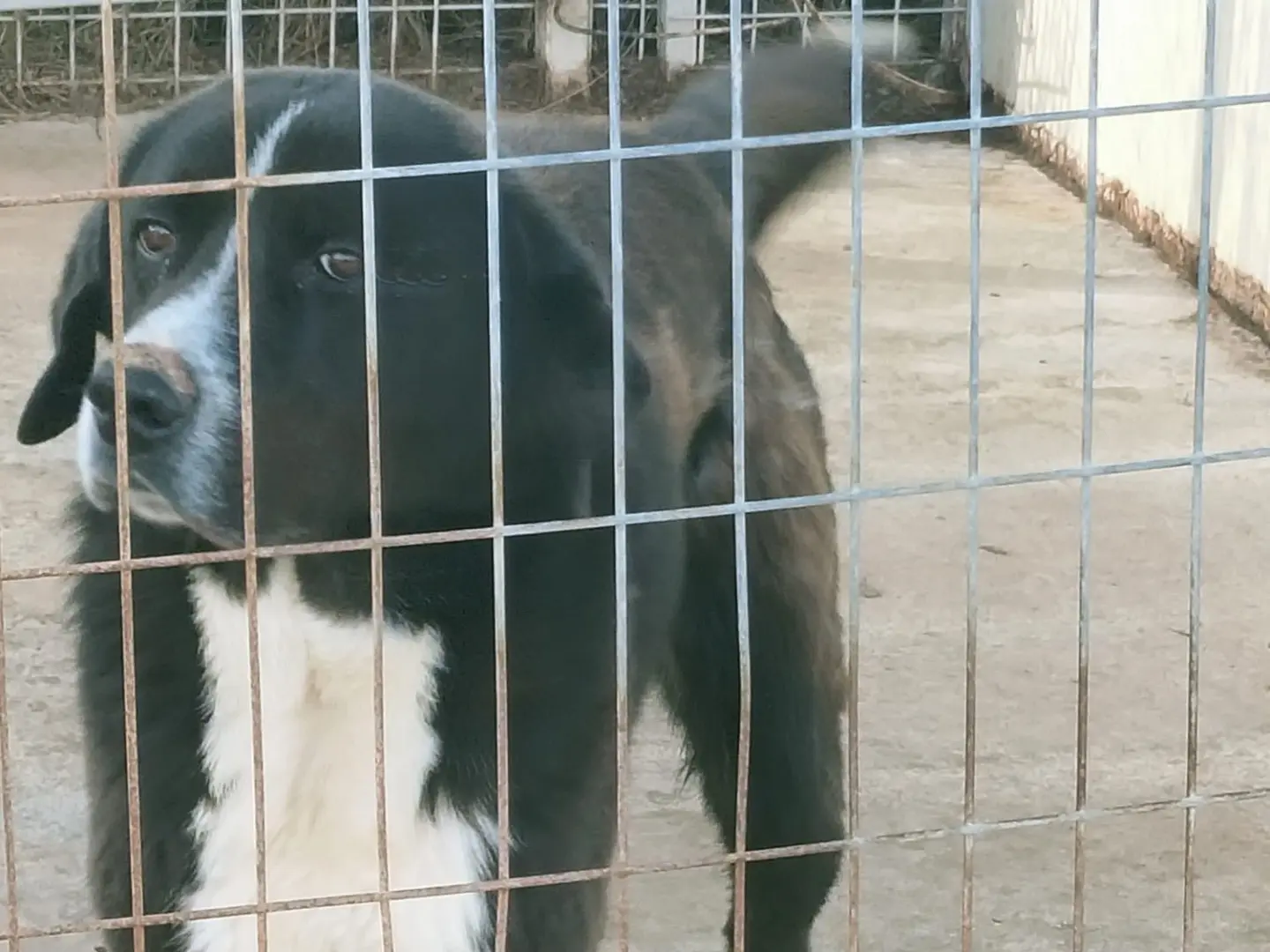 Adotta un cane, taglia gigante, maschio, Vibo