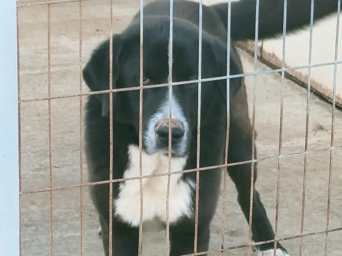 Adotta un cane, maschio, 1 anno e 9 mesi, Vibo