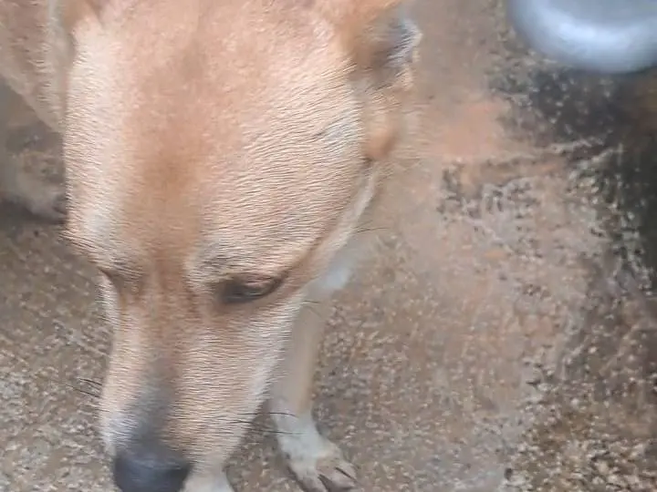 Vuoi adottare un cane a Benevento?