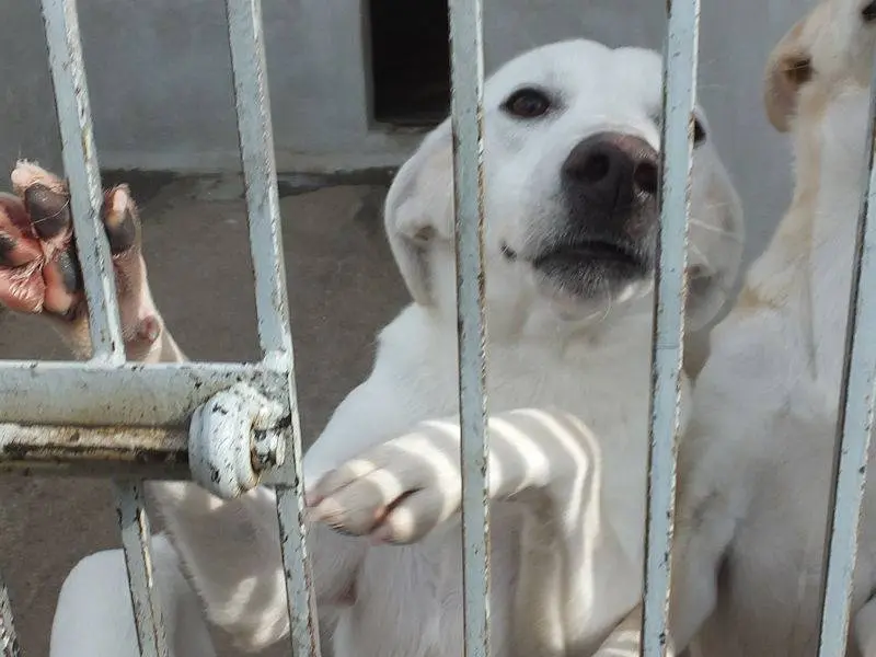 Vuoi adottare un cane a Frosinone?
