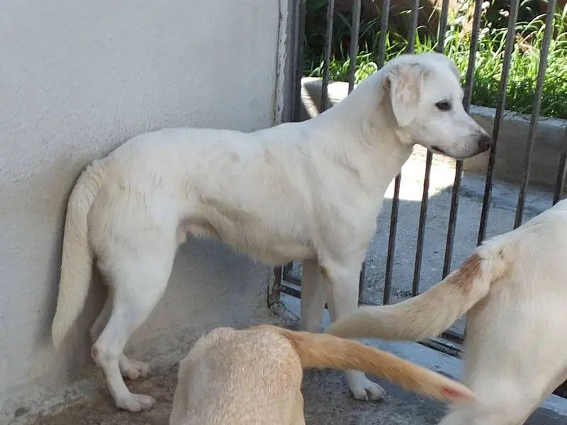 Adotta un cane, maschio, 3 anni e 5 mesi, Frosinone