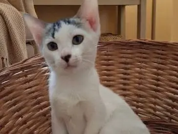 Vuoi adottare un gatto a Chieti?