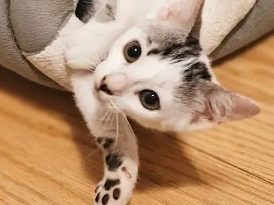 Adotta un gatto, taglia non valida, femmina, Chieti