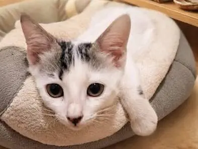 Adozione gatto, femmina, Razza sconosciuta Razza sconosciuta, 5 mesi, taglia non valida, Chieti
