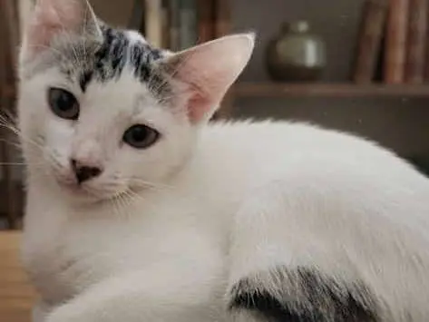 Adotta un gatto, femmina, 5 mesi, Chieti