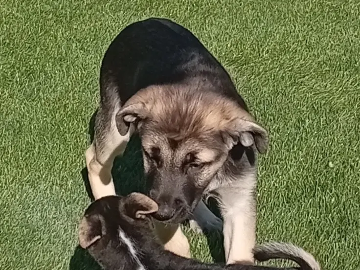 Adotta un cane, taglia grande, maschio, Crotone