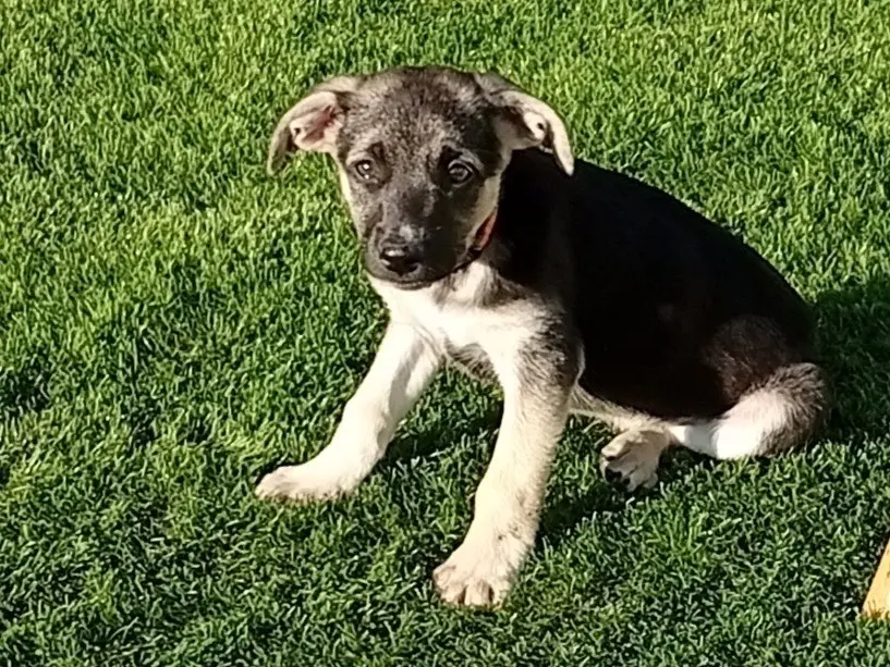 Adozione cane, maschio, Pastore tedesco Razza sconosciuta, 3 mesi, taglia grande, Crotone