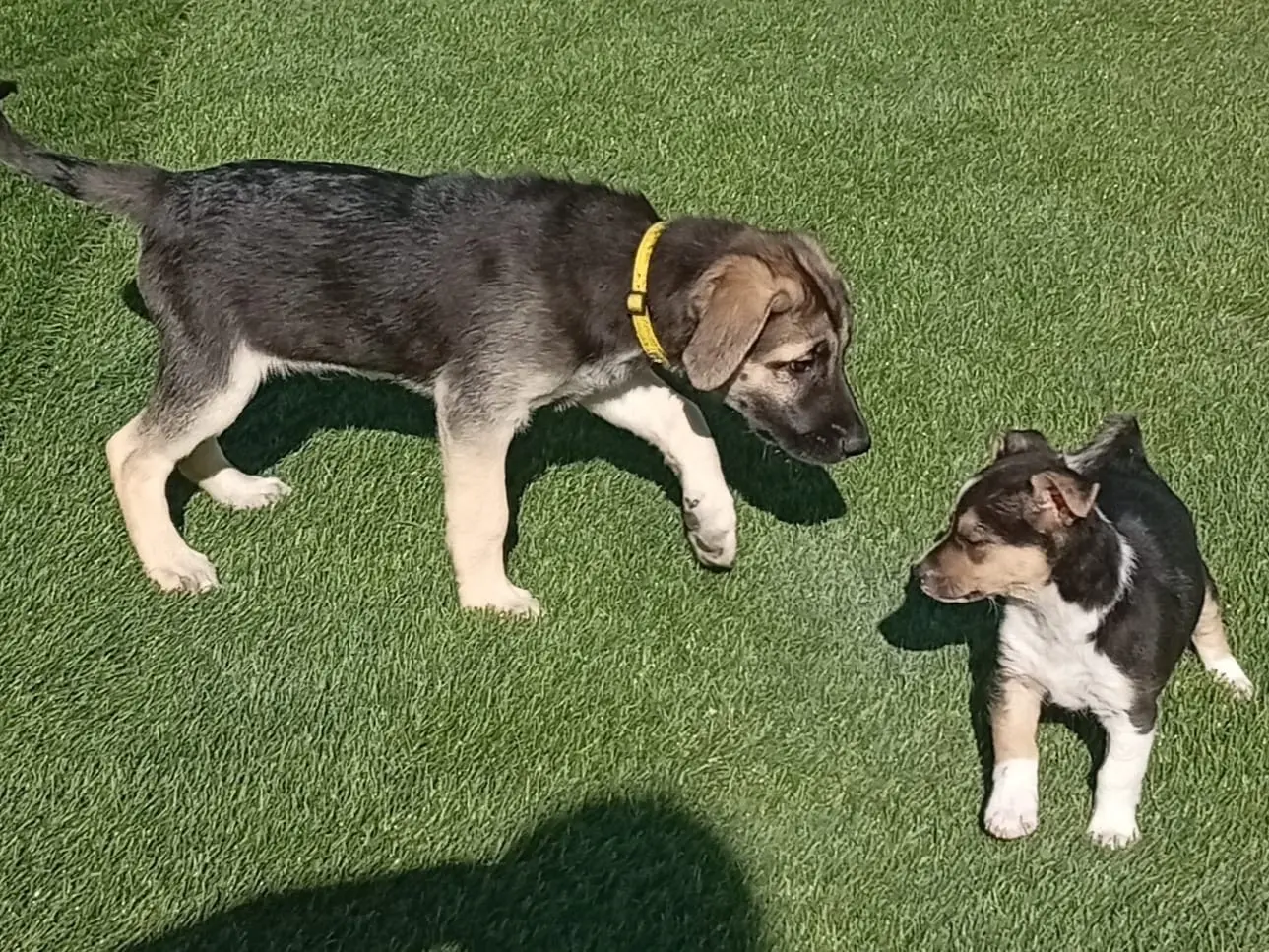 Adotta un cane, maschio, 3 mesi, Crotone